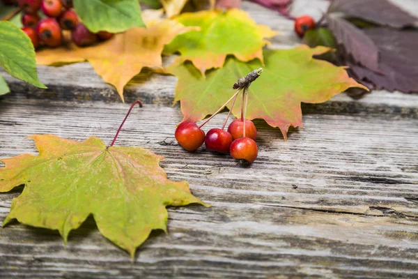 Осенние листья клена и яблоки — стоковое фото