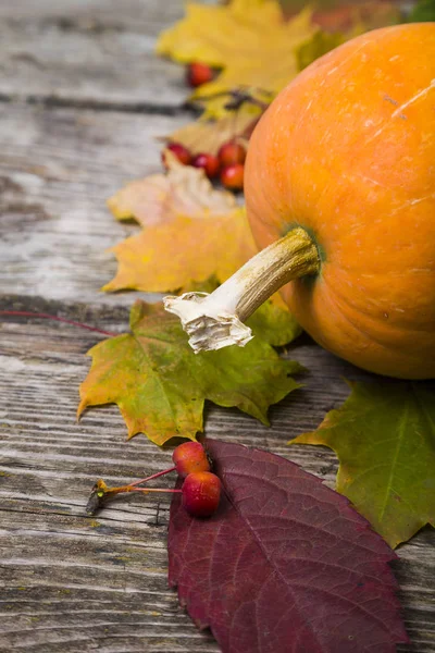 Calabazas y hojas de otoño — Foto de Stock