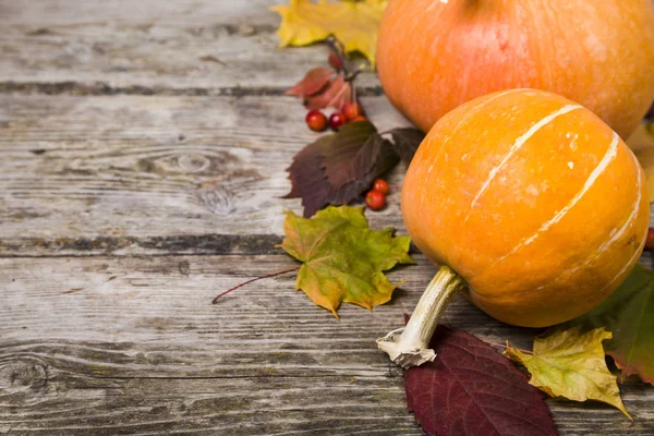 Citrouilles et feuilles d'automne — Photo