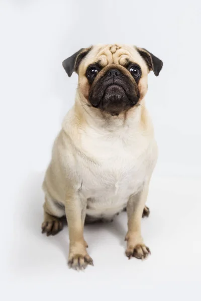 Cão em um fundo leve close-up. Pug... . — Fotografia de Stock