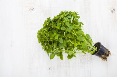 Hafif ahşap arka plan üzerinde taze fesleğen