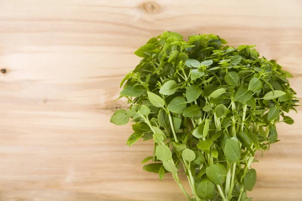 Verse basilicum op een lichte houten achtergrond — Stockfoto