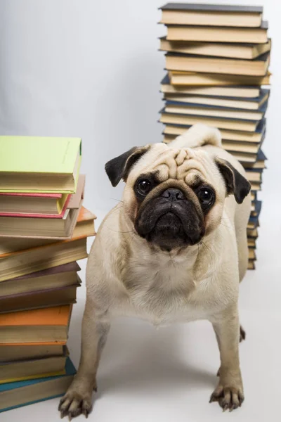 Cão engraçado no fundo dos livros — Fotografia de Stock