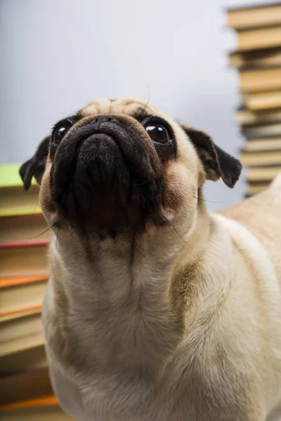 Funny dog on the background of books — Stock Photo, Image