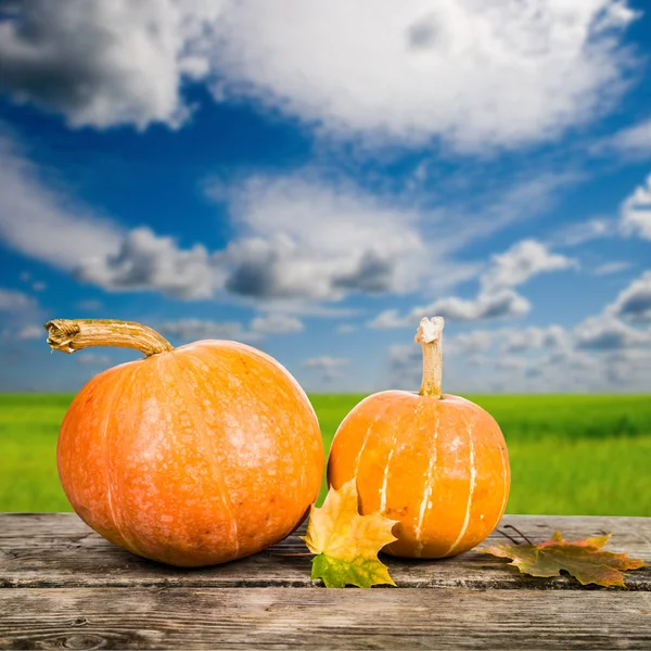 Citrouilles et feuilles d'automne — Photo