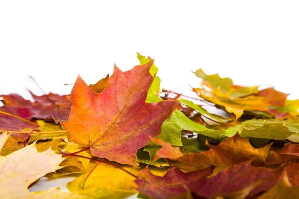 Autumn maple leaves — Stock Photo, Image