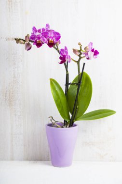 Orkide (Phalaenopsis) bir beyaz ahşap tablo 