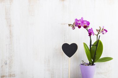Orkide (Phalaenopsis) bir beyaz ahşap tablo 