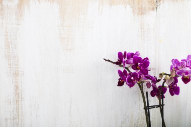 Orkide (Phalaenopsis) bir beyaz ahşap tablo 