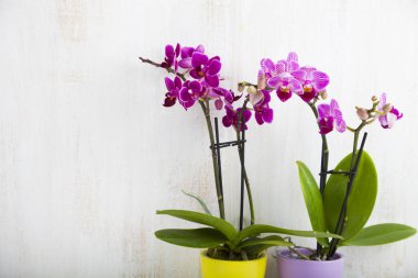 Orkide (Phalaenopsis) bir beyaz ahşap tablo 