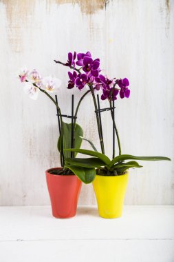 Orkide (Phalaenopsis) bir beyaz ahşap tablo