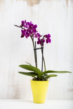 Orkide (Phalaenopsis) bir beyaz ahşap tablo