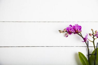Orkide (Phalaenopsis) bir beyaz ahşap tablo