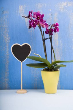 Orkide (Phalaenopsis) ve kalp 