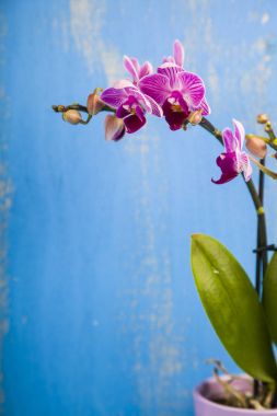 Orkide (Phalaenopsis) bir beyaz ahşap tablo