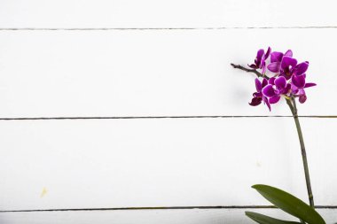 Orkide (Phalaenopsis) bir beyaz ahşap tablo