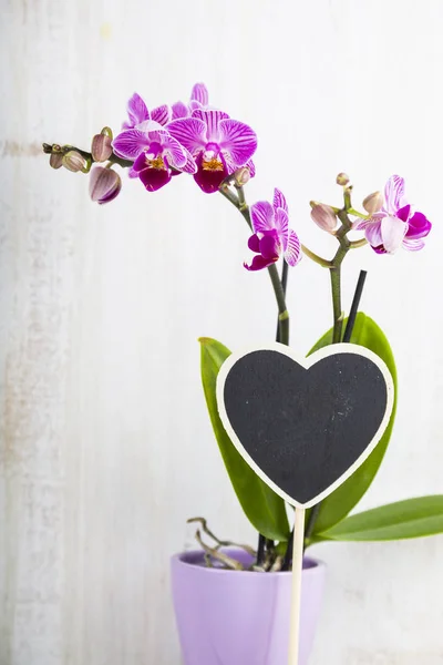 Orchid (Phalaenopsis) on a white wooden table — Stock Photo, Image
