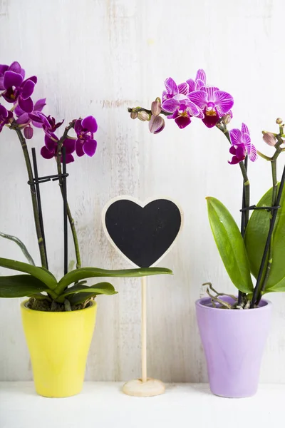 Orchidea (Phalaenopsis) su un tavolo di legno bianco — Foto Stock