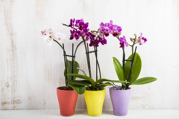 Orchid (Phalaenopsis) op een witte houten tafel — Stockfoto