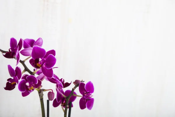 Orchid (Phalaenopsis) on a white wooden table — Stock Photo, Image