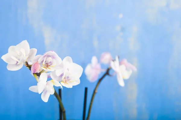 Ορχιδέα (Phalaenopsis) σε ένα λευκό ξύλινο τραπέζι — Φωτογραφία Αρχείου