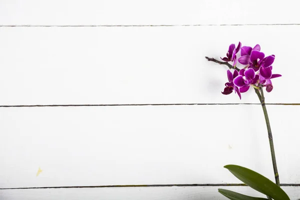 Orchid (Phalaenopsis) på en vit träbord — Stockfoto