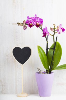Orkide (Phalaenopsis) ve kalp