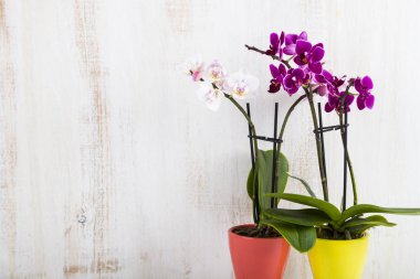 Orkide (Phalaenopsis) bir beyaz ahşap tablo