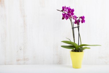 Orkide (Phalaenopsis) bir beyaz ahşap tablo
