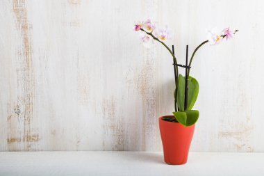 Orkide (Phalaenopsis) bir beyaz ahşap tablo