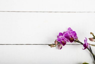 Orkide (Phalaenopsis) bir beyaz ahşap tablo