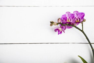 Orkide (Phalaenopsis) bir beyaz ahşap tablo