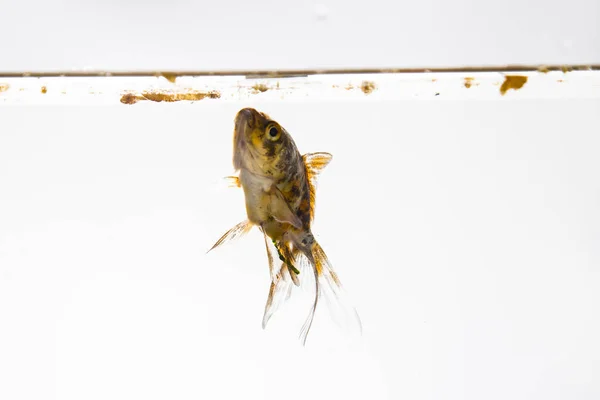 Goldfische in Nahaufnahme — Stockfoto