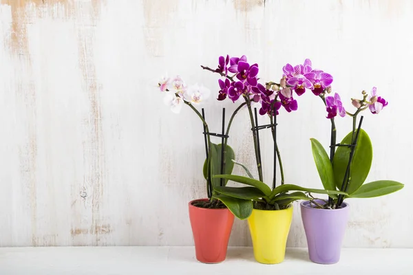 Ορχιδέα (Phalaenopsis) σε ένα λευκό ξύλινο τραπέζι — Φωτογραφία Αρχείου