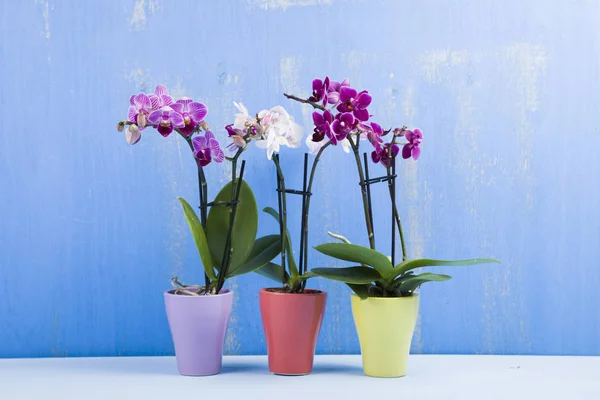 Drei Orchideen in Töpfen — Stockfoto
