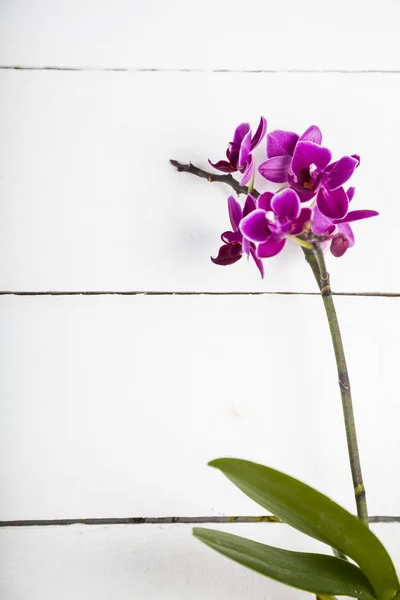 Orchid (Phalaenopsis) on a white wooden table — Stock Photo, Image