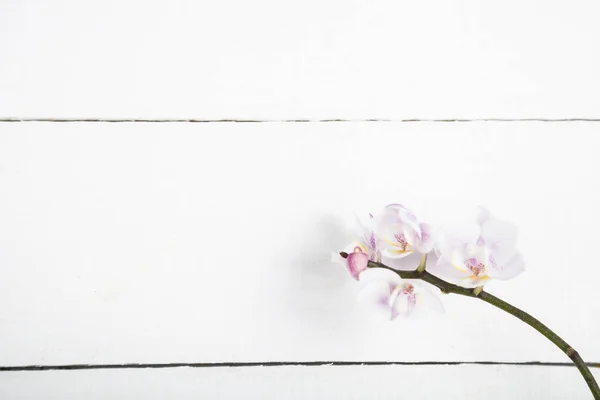 Orquídea (Phalaenopsis) sobre una mesa de madera blanca —  Fotos de Stock