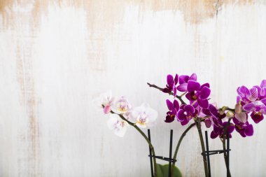 Ahşap arka plan üzerinde orkide