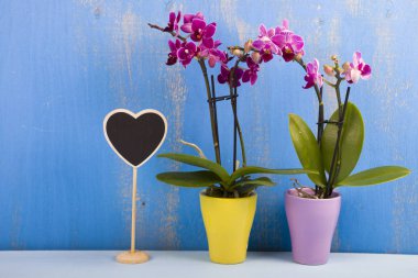 Tencere ve kalp iki orkide