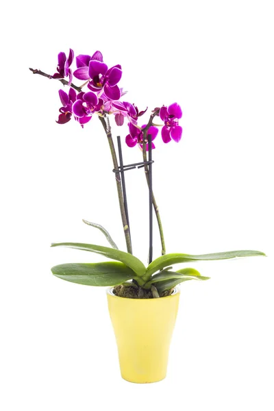 Orchid in pot — Stock Photo, Image