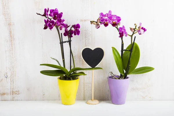 İki orkide (Phalaenopsis) ve kalp