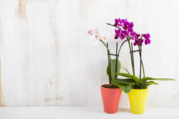 Deux orchidées en pots — Photo