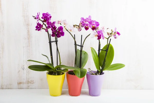 Drie orchideeën in potten — Stockfoto