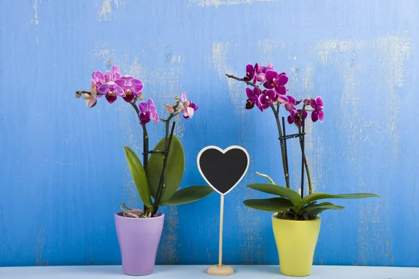 Tencere ve kalp iki orkide