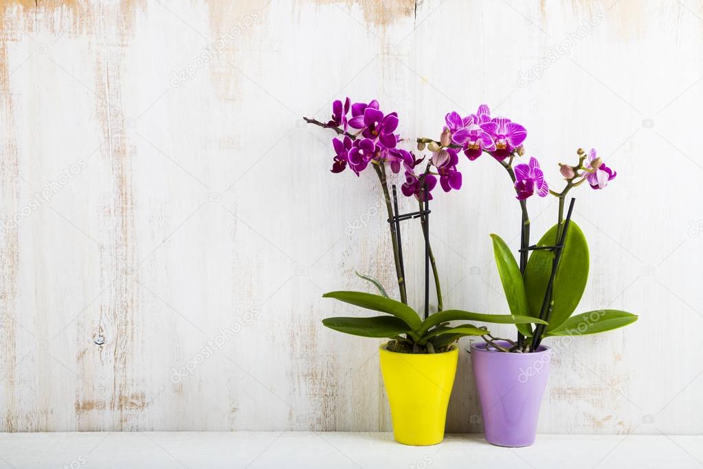 Two orchids in pots  