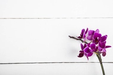 Orkide (Phalaenopsis) bir beyaz ahşap tablo
