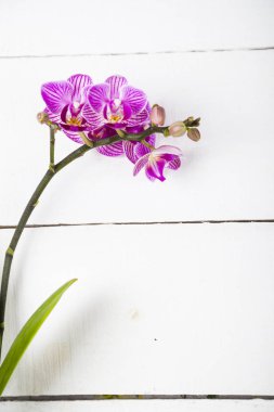Orkide (Phalaenopsis) bir beyaz ahşap tablo