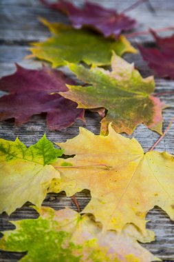 Sonbahar akçaağaç yaprakları 