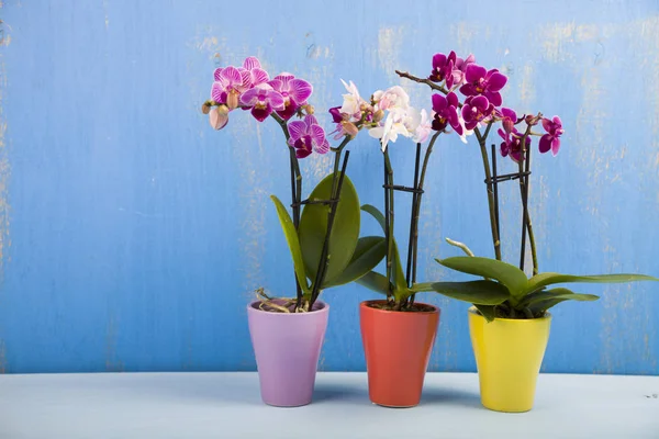 Drie orchideeën in potten — Stockfoto