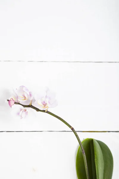 Orchidea (Phalaenopsis) egy fehér fa tábla — Stock Fotó